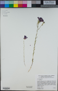 Linum lewisii image