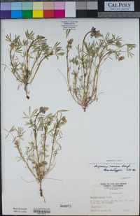 Lupinus nanus image