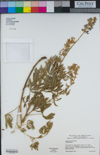 Lupinus sericeus image