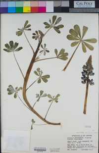 Lupinus succulentus image