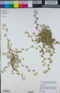 Medicago polymorpha image