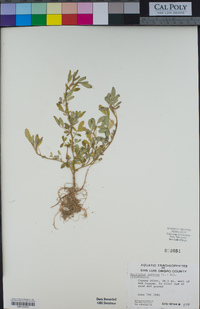 Melilotus indicus image