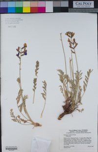 Oxytropis lambertii image