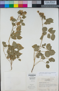 Rupertia physodes image