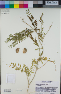 Astragalus pomonensis image