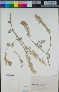 Astragalus sepultipes image