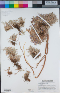 Astragalus tridactylicus image