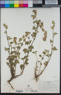 Sidalcea hickmanii subsp. anomala image
