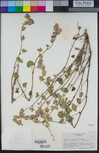 Sidalcea hickmanii image