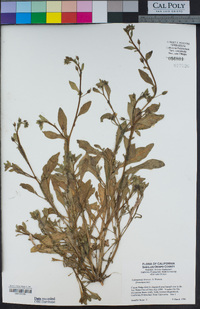 Calandrinia breweri image