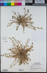 Calandrinia ciliata image