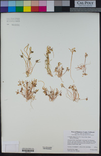 Claytonia exigua subsp. exigua image