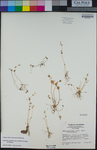 Claytonia parviflora subsp. parviflora image