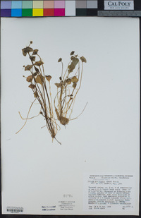 Claytonia perfoliata subsp. perfoliata image