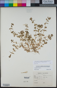 Lysimachia arvensis image