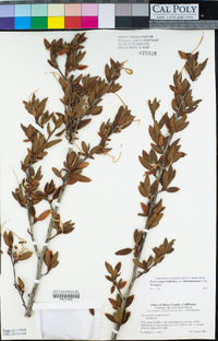 Cercocarpus ledifolius image