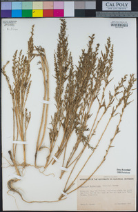 Monolepis nuttalliana image
