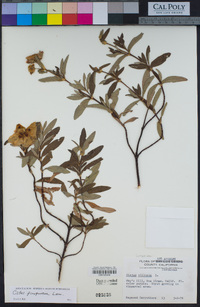 Cistus × purpureus image