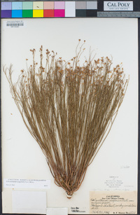 Crocanthemum scoparium image