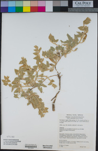 Calystegia malacophylla image