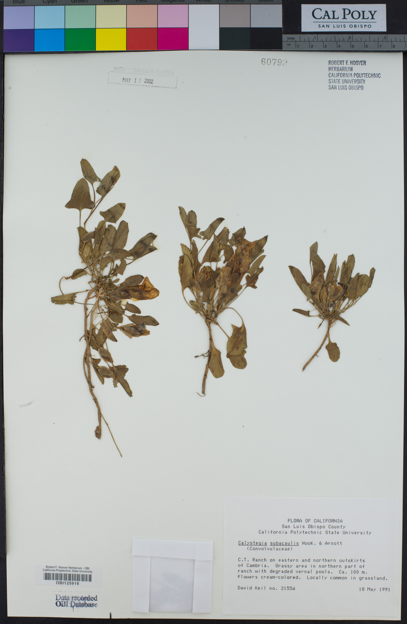 Calystegia subacaulis subsp. subacaulis image