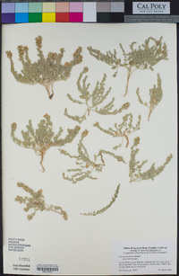 Cressa truxillensis image