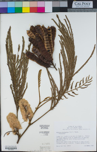 Albizia lophantha image