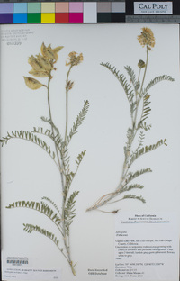 Astragalus curtipes image
