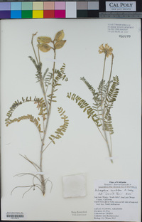 Astragalus curtipes image