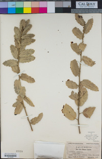 Quercus suber image