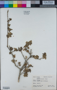 Quercus turbinella image