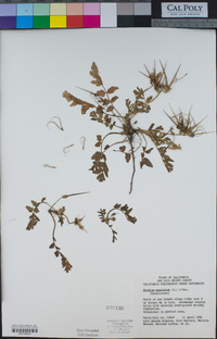 Erodium moschatum image