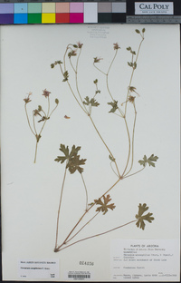 Geranium caespitosum image