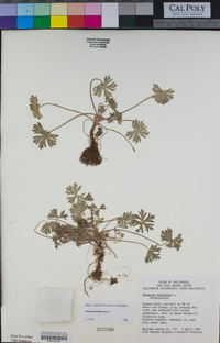 Geranium dissectum image