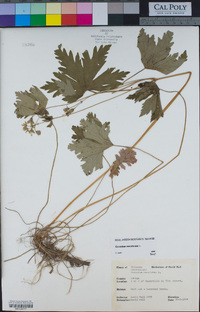Geranium maculatum image