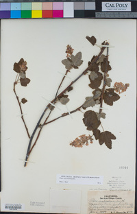 Ribes indecorum image