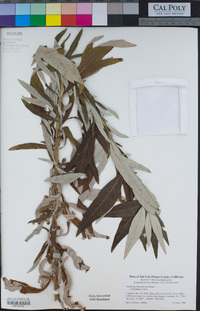 Artemisia douglasiana image