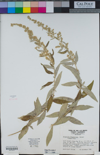 Artemisia douglasiana image