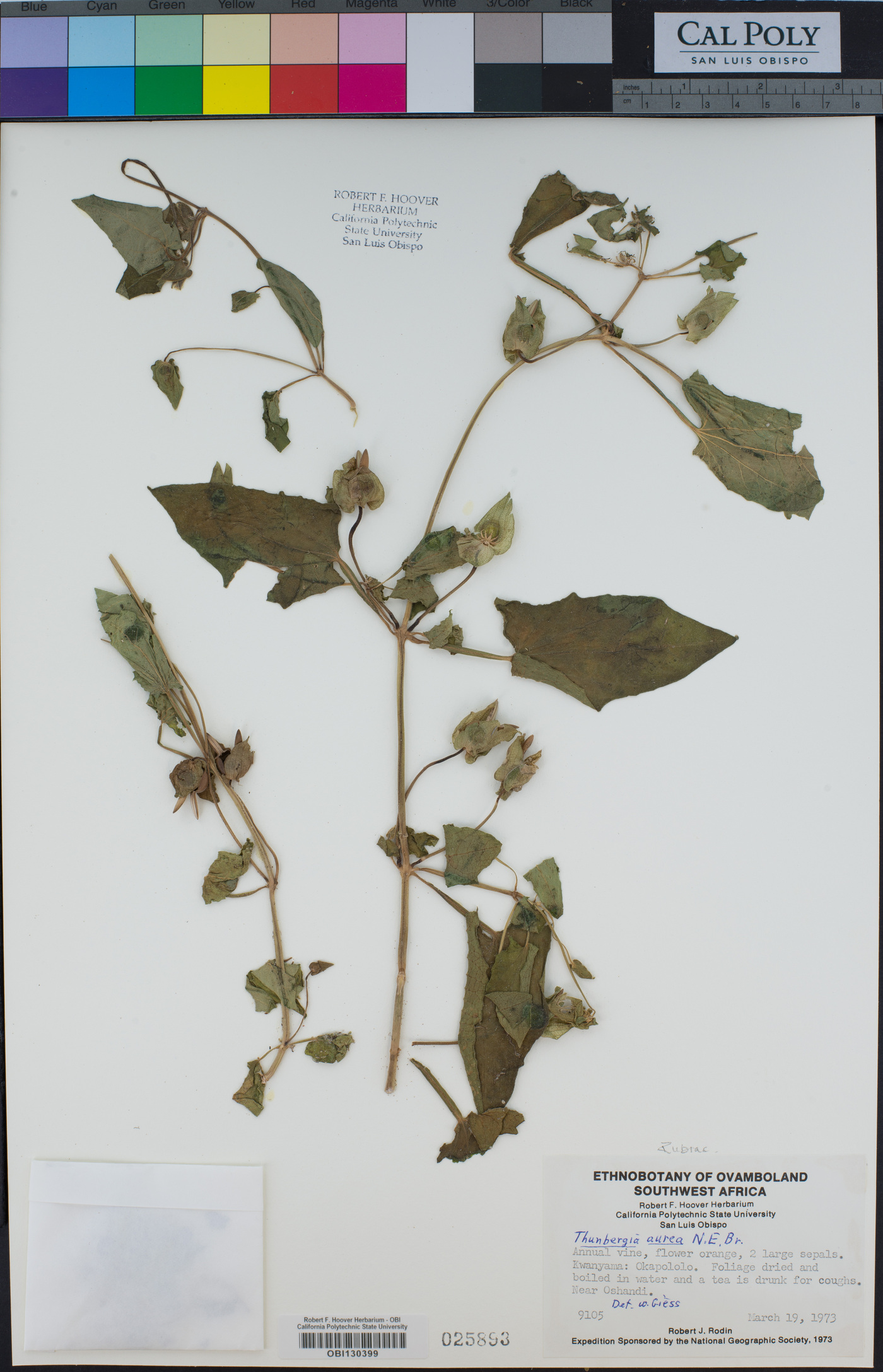 Thunbergia reticulata image
