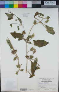 Image of Thunbergia reticulata