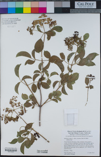 Sambucus nigra image