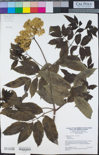 Sambucus nigra subsp. caerulea image