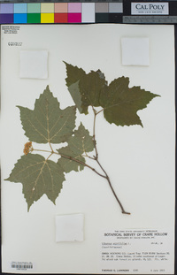 Viburnum acerifolium image