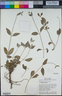 Image of Achyranthes watsonii
