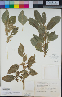 Amaranthus powellii image