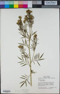 Tagetes minuta image