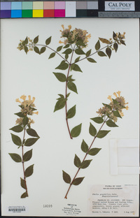 Abelia × grandiflora image