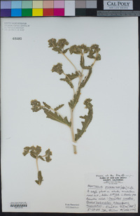 Mentzelia micrantha image