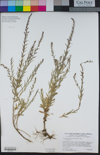 Lythrum californicum image