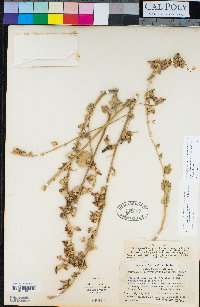 Malacothamnus fasciculatus var. fasciculatus image